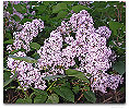 Please click thumb nail to enlarge.