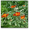 Please click thumb nail to enlarge.