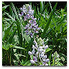 Please click thumb nail to enlarge.