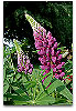 Please click thumb nail to enlarge.