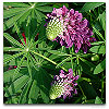 Please click thumb nail to enlarge.
