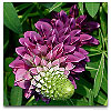 Please click thumb nail to enlarge.