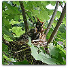 Please click thumb nail to enlarge.