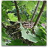Please click thumb nail to enlarge.