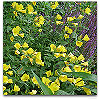 Please click thumb nail to enlarge.
