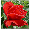 Please click thumb nail to enlarge.
