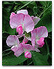 Please click thumb nail to enlarge.