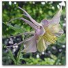 Please click thumb nail to enlarge.
