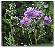 Please click thumb nail to enlarge.