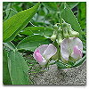 Please click thumb nail to enlarge.