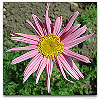 Please click thumb nail to enlarge.