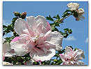 Please click thumb nail to enlarge.