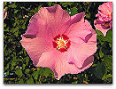 Please click thumb nail to enlarge.