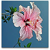 Please click thumb nail to enlarge.