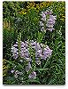 Please click thumb nail to enlarge.