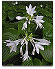 Please click thumb nail to enlarge.
