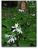 Please click thumb nail to enlarge.