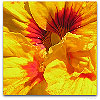 Please click thumb nail to enlarge.
