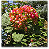 Please click thumb nail to enlarge.