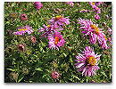 Please click thumb nail to enlarge.