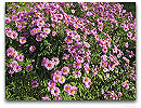 Please click thumb nail to enlarge.