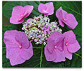 Please click thumb nail to enlarge.