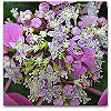 Please click thumb nail to enlarge.