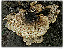 Please click thumb nail to enlarge.
