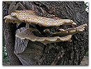 Please click thumb nail to enlarge.