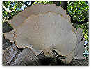 Please click thumb nail to enlarge.