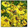 Please click thumb nail to enlarge.