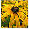 Please click thumb nail to enlarge.