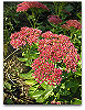 Please click thumb nail to enlarge.