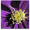 Please click thumb nail to enlarge.