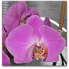 Please click thumb nail to enlarge.