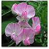 Please click thumb nail to enlarge.