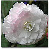 Please click thumb nail to enlarge.
