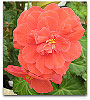 Please click thumb nail to enlarge.