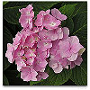 Please click thumb nail to enlarge.