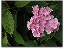 Please click thumb nail to enlarge.
