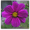 Please click thumb nail to enlarge.