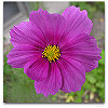Please click thumb nail to enlarge.