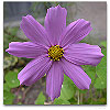 Please click thumb nail to enlarge.