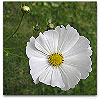 Please click thumb nail to enlarge.