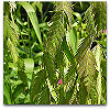 Please click thumb nail to enlarge.