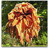Please click thumb nail to enlarge.