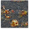 Please click thumb nail to enlarge.