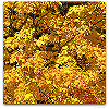 Please click thumb nail to enlarge.
