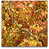 Please click thumb nail to enlarge.
