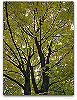 Please click thumb nail to enlarge.